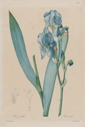 Iris de Dalmatie (Iris pallida), planche 366, vol. 7 de Pierre-Joseph Redouté, Les Liliacées, Paris